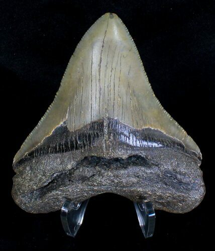 Serrated Megalodon Tooth - North Carolina #18402